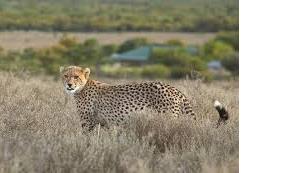 Much more cheetahs arrive in India from South Africa