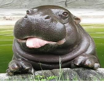 Why do Hippos Live in Water